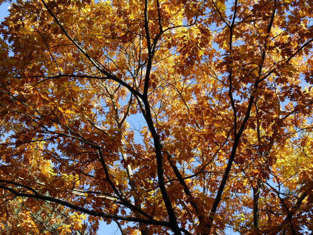 Herbstentdeckungen für Klein und Groß